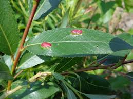 Attēlu rezultāti vaicājumam “Pontania proxima”