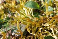 Attēlu rezultāti vaicājumam “Hypnum cupressiforme var. lacunosum sporophyte”