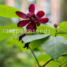 Attēlu rezultāti vaicājumam “Calycanthus floridus”