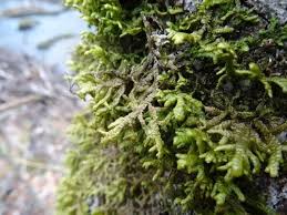 Attēlu rezultāti vaicājumam “Porella platyphylla macro”