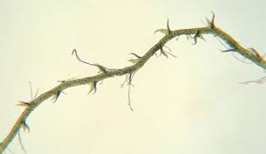 Attēlu rezultāti vaicājumam “Cephaloziella elachista”