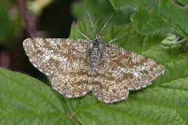 Attēlu rezultāti vaicājumam “Ematurga atomaria male”