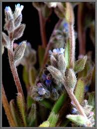 Attēlu rezultāti vaicājumam “Myosotis stricta”