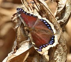 Attēlu rezultāti vaicājumam “Nymphalis antiopa underside”