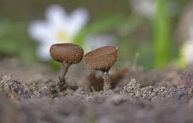 Attēlu rezultāti vaicājumam “Dumontinia tuberosa”