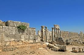 Attēlu rezultāti vaicājumam “Apamea ophiogramma”