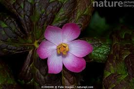 Attēlu rezultāti vaicājumam “Podophyllum hexandrum flower”