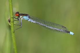 Attēlu rezultāti vaicājumam “Erythromma najas”