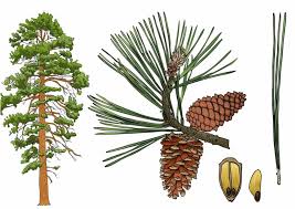 Attēlu rezultāti vaicājumam “Pinus ponderosa”