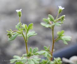Attēlu rezultāti vaicājumam “Saxifraga tridactylites flower”