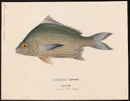 Image result for Eugerres plumieri