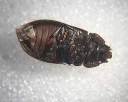 Attēlu rezultāti vaicājumam “Grynocharis oblonga”