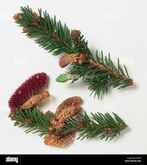 Attēlu rezultāti vaicājumam “Picea abies leaf”