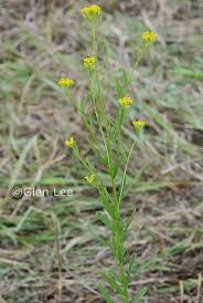 Attēlu rezultāti vaicājumam “Erysimum cheiranthoides leaf”