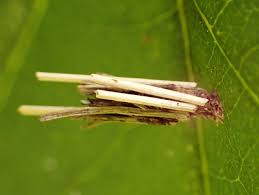 Attēlu rezultāti vaicājumam “Psyche casta larva”