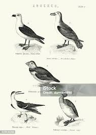 Attēlu rezultāti vaicājumam “Anseriformes”