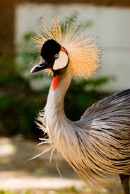 Attēlu rezultāti vaicājumam “Gruiformes”