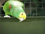 Cheeky parrots birds royalty - via Daymix