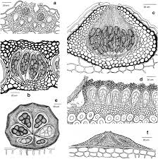 Attēlu rezultāti vaicājumam “Arthonia leucopellaea”