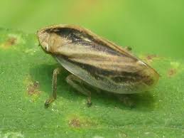 Attēlu rezultāti vaicājumam “Philaenus spumarius”