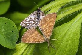 Attēlu rezultāti vaicājumam “Ematurga atomaria male”