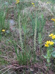 Attēlu rezultāti vaicājumam “Triglochin maritimum flower”