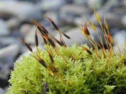 Attēlu rezultāti vaicājumam “Barbula unguiculata”