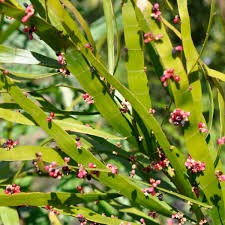 Attēlu rezultāti vaicājumam “Polygonaceae”