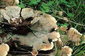 Attēlu rezultāti vaicājumam “Abortiporus biennis”