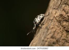 Attēlu rezultāti vaicājumam “Chrysomela vigintipunctata”