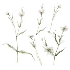 Attēlu rezultāti vaicājumam “Stellaria holostea leaf”