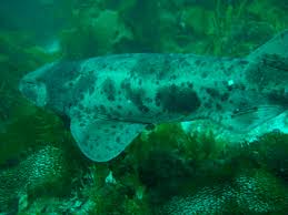 Image result for Cephaloscyllium laticeps