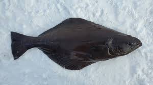 Image result for Reinhardtius hippoglossoides