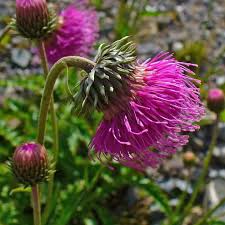 Image result for Alpendistel