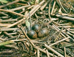 Attēlu rezultāti vaicājumam “Chlidonias niger eggs”