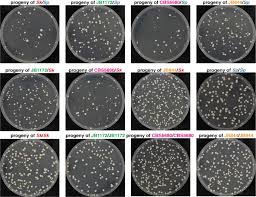 Attēlu rezultāti vaicājumam “Heterotrichia pomiformis (syn. Arcyria pomiformis) spores”
