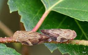 Attēlu rezultāti vaicājumam “Aphrophora alni imago”