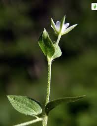 Attēlu rezultāti vaicājumam “Moehringia trinervia bud”