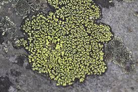 Attēlu rezultāti vaicājumam “Rhizocarpon geographicum”