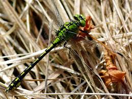 Attēlu rezultāti vaicājumam “Ophiogomphus cecilia”