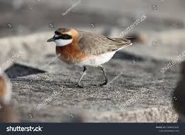 Image result for Charadrius mongolus