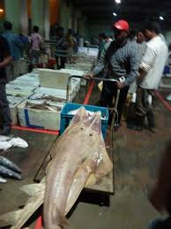 Image result for Acroteriobatus blochii