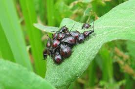 Attēlu rezultāti vaicājumam “Tritomegas bicolor nymph”