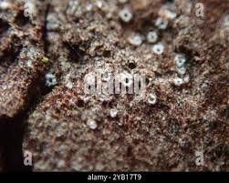 Attēlu rezultāti vaicājumam “Stictis”