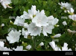 Attēlu rezultāti vaicājumam “Malva moschata alba fruit”