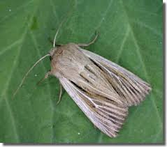 Attēlu rezultāti vaicājumam “Leucania comma”