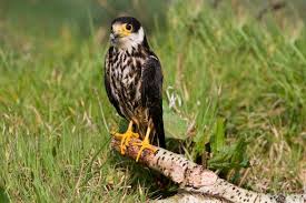 Attēlu rezultāti vaicājumam “Falco subbuteo”