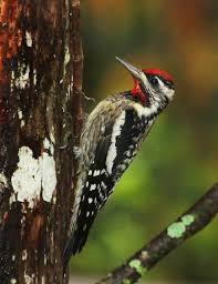 Image result for Sphyrapicus varius