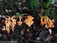 Attēlu rezultāti vaicājumam “Ramariopsis crocea”