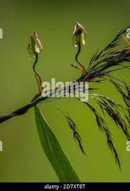 Attēlu rezultāti vaicājumam “Calystegia sepium fruit”